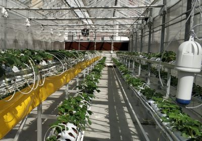 Bolu Sera Firmaları ve İmalat Yapan Firmalar