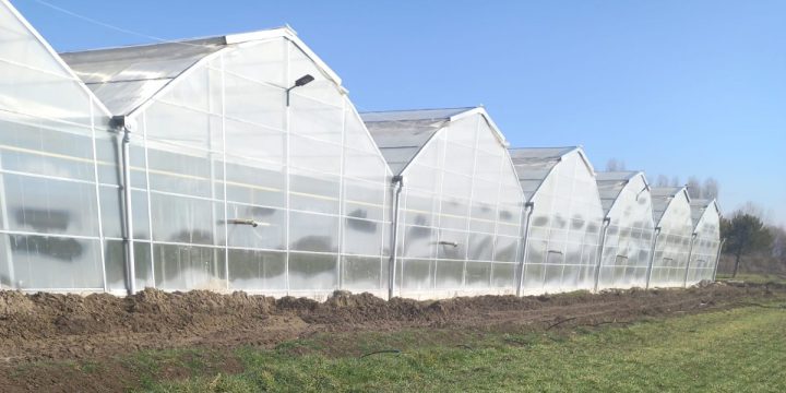 Aromatik Bitki Serası Kurulumu – Kontrollü Üretim